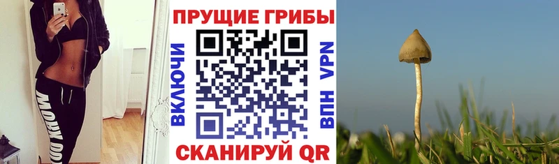 ОМГ ОМГ как зайти  Оренбург  Галлюциногенные грибы прущие грибы 